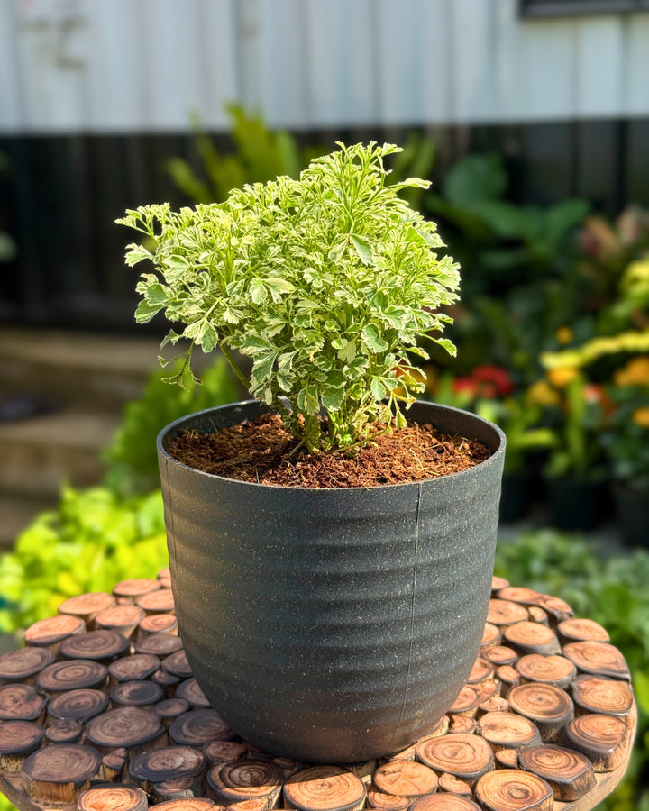 Aralia variegated