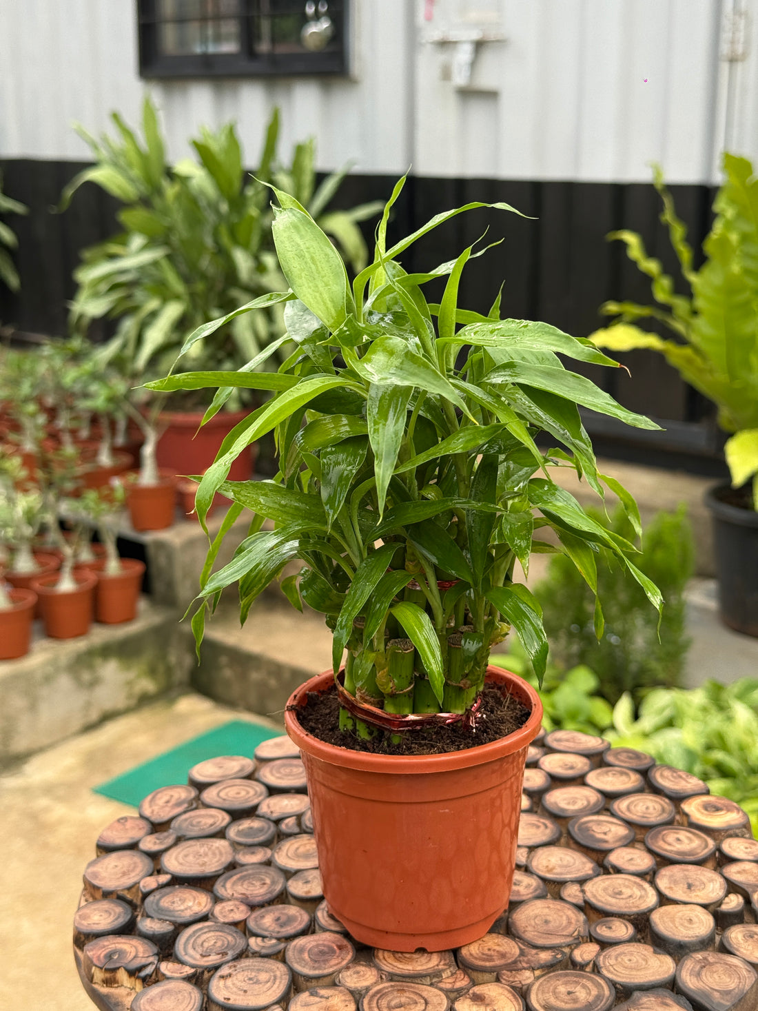 Lucky Bamboo