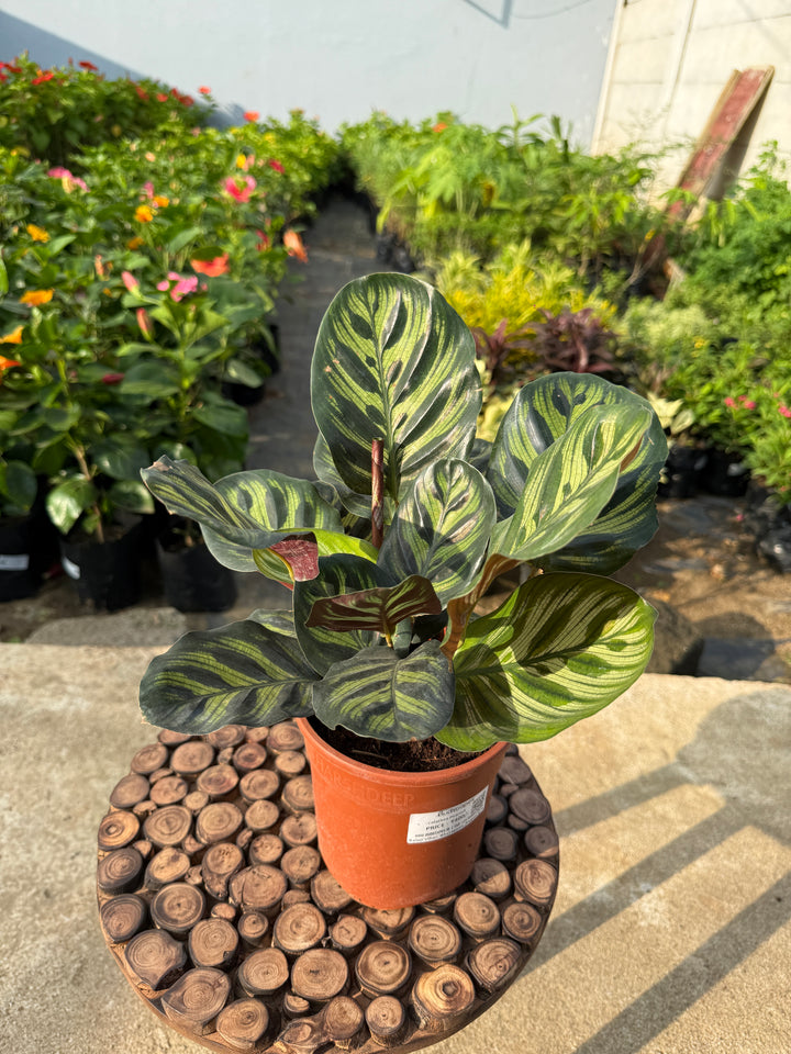 CALATHEA PEACOCK