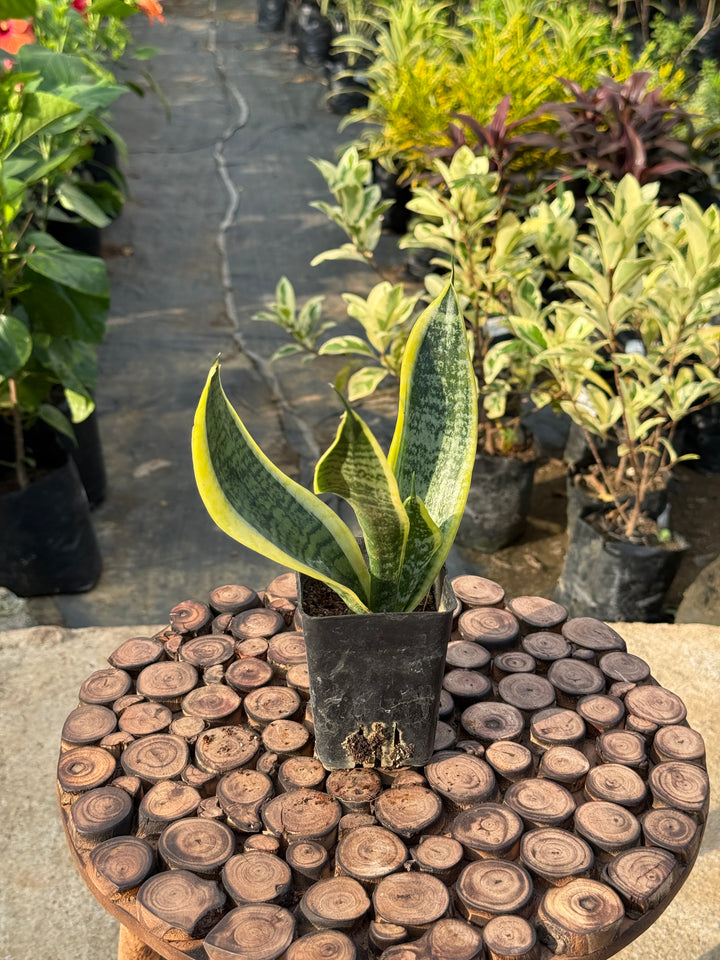 SNAKE PLANT