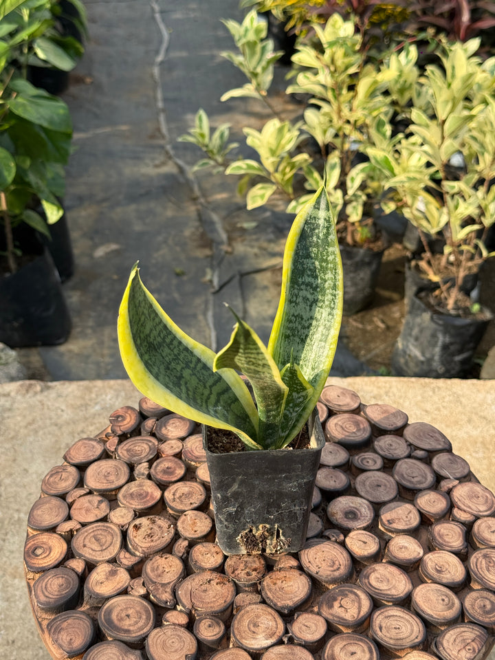 SNAKE PLANT