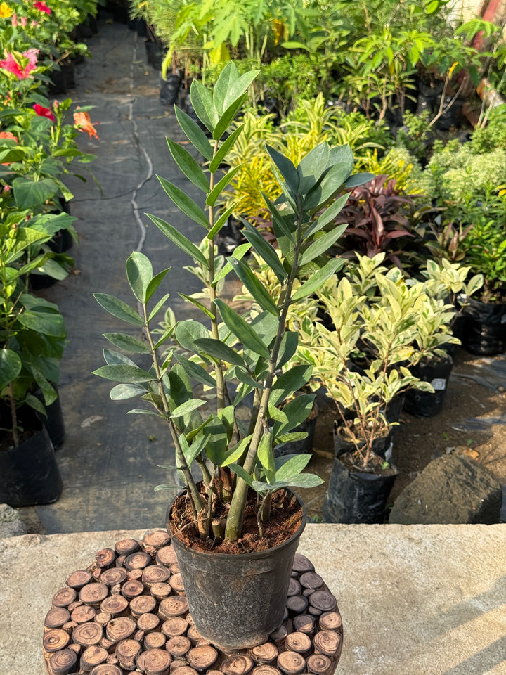 ZZ PLANT