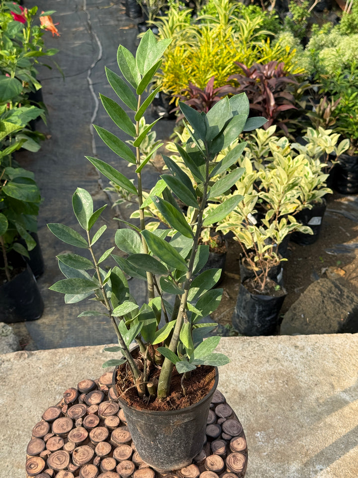 ZZ PLANT