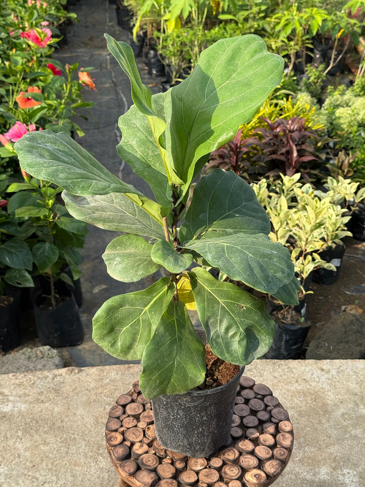 FIDDLE LEAF-FIG (FICUS LYRATA)