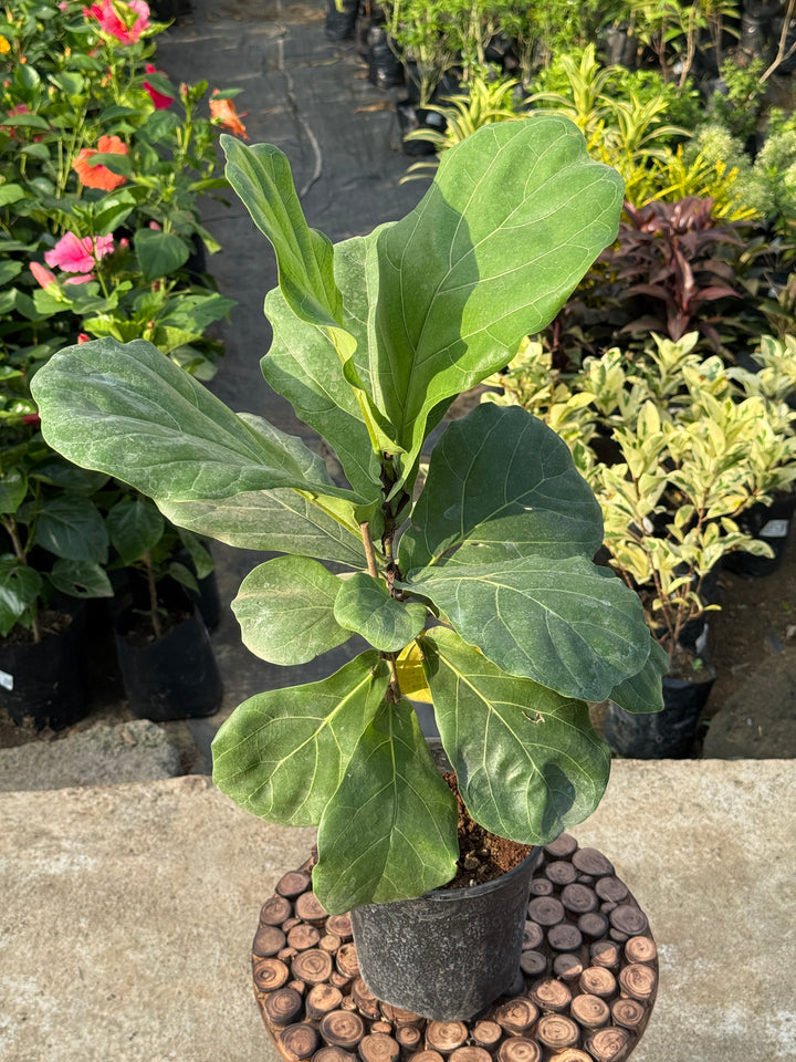 FIDDLE LEAF-FIG (FICUS LYRATA)