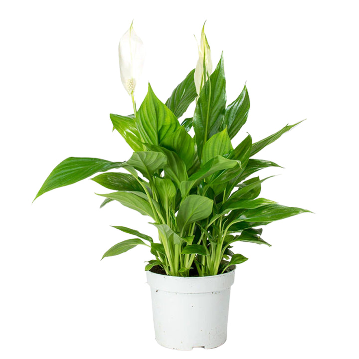 Peace Lily