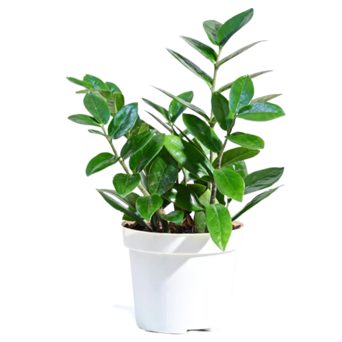 ZZ PLANT