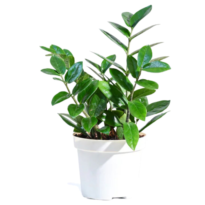 ZZ PLANT
