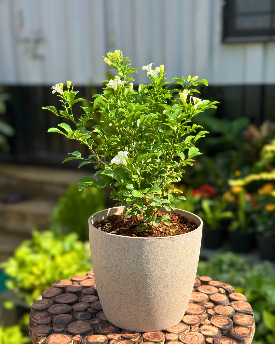 Kamini Murraya paniculata Orange Jasmine