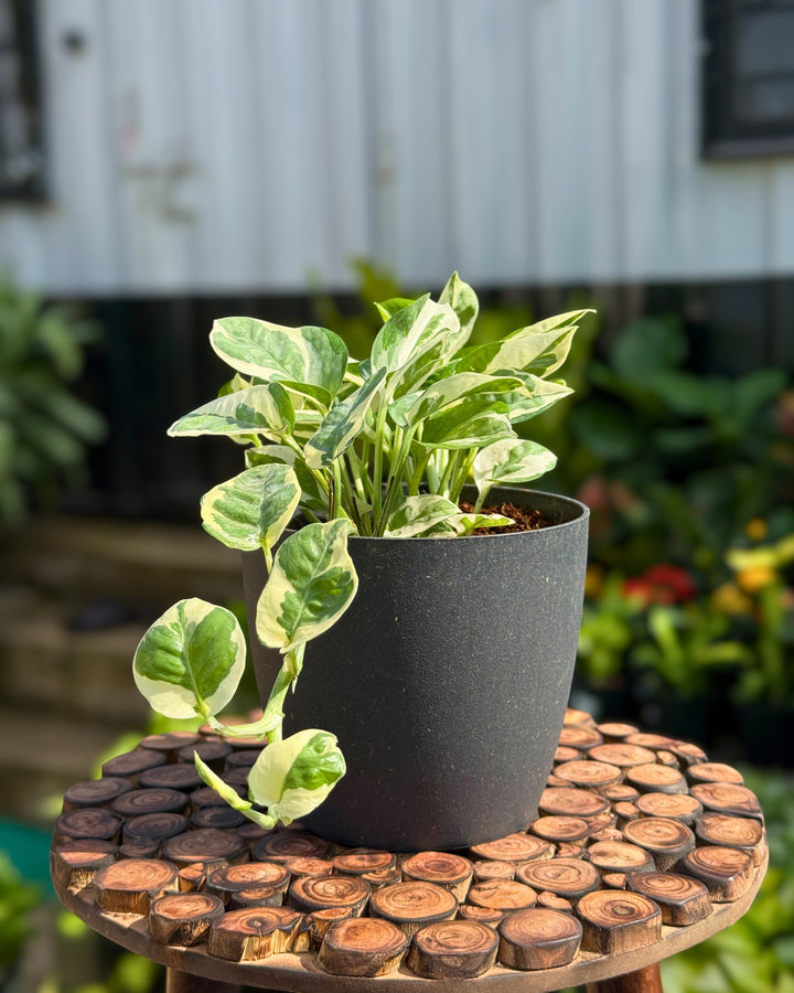 MONEY PLANT N JOY