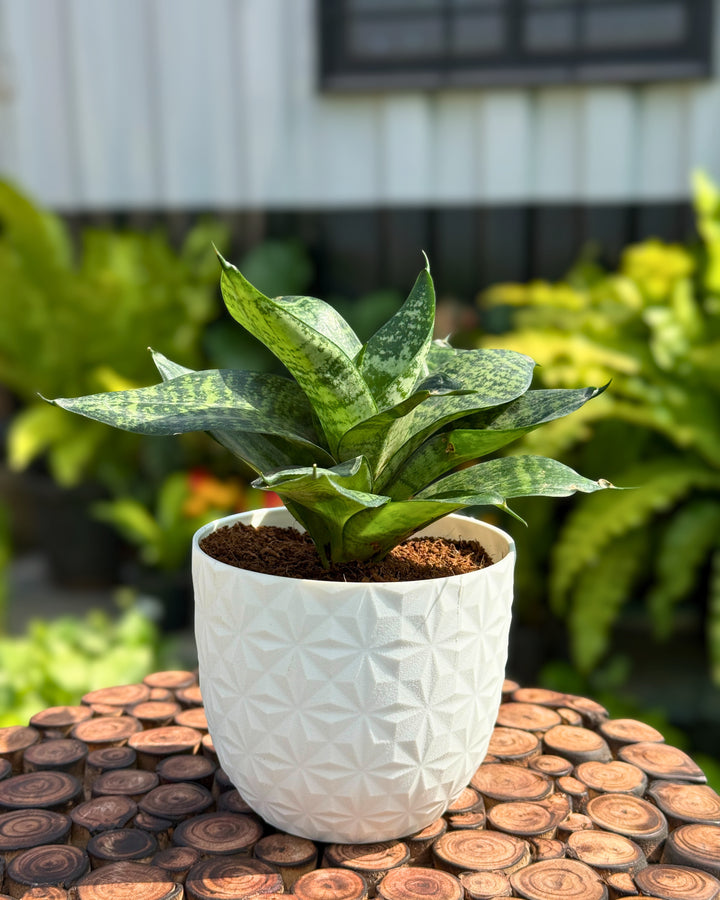 Snake Plant