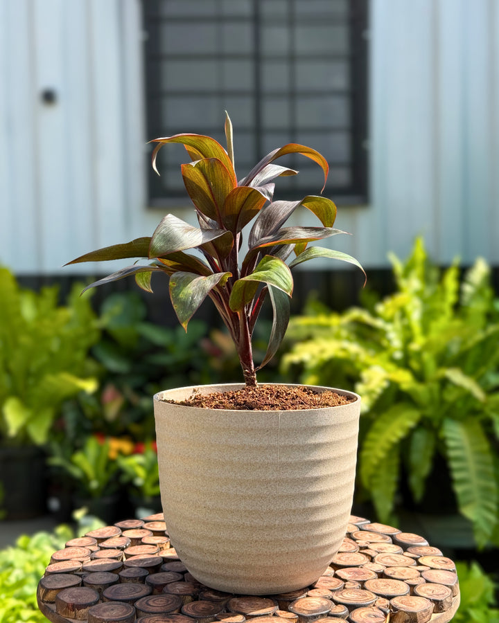 DRACENA RED RUBY