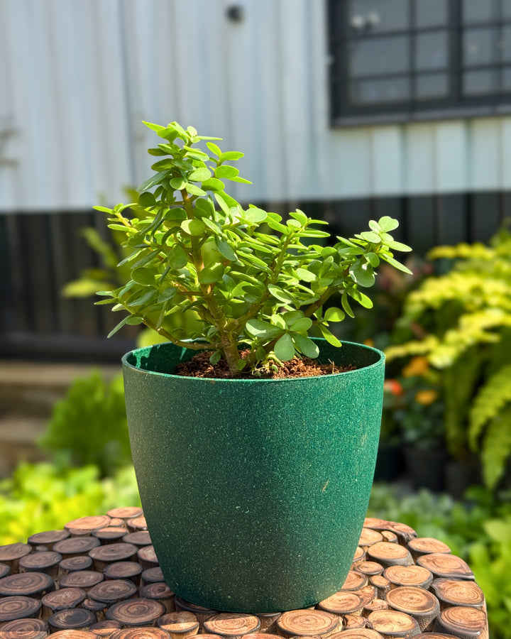 Jade Plant