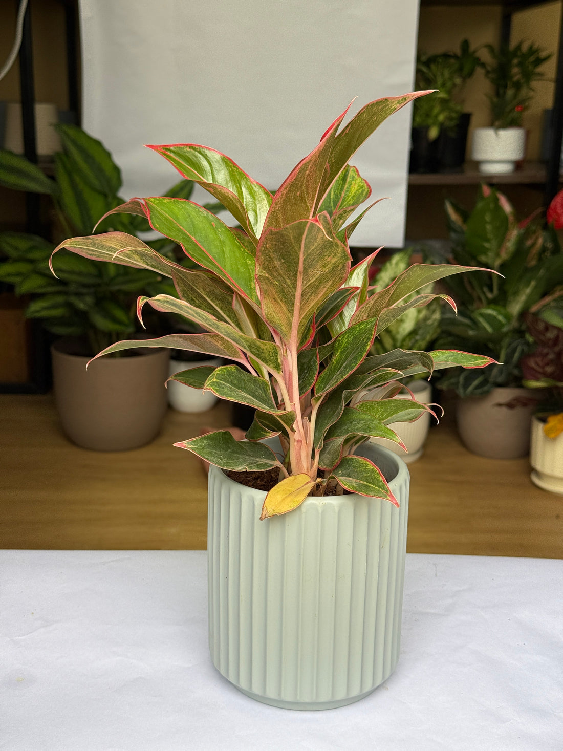 AGLAONEMA RED LIPSTICK with ceramic pot