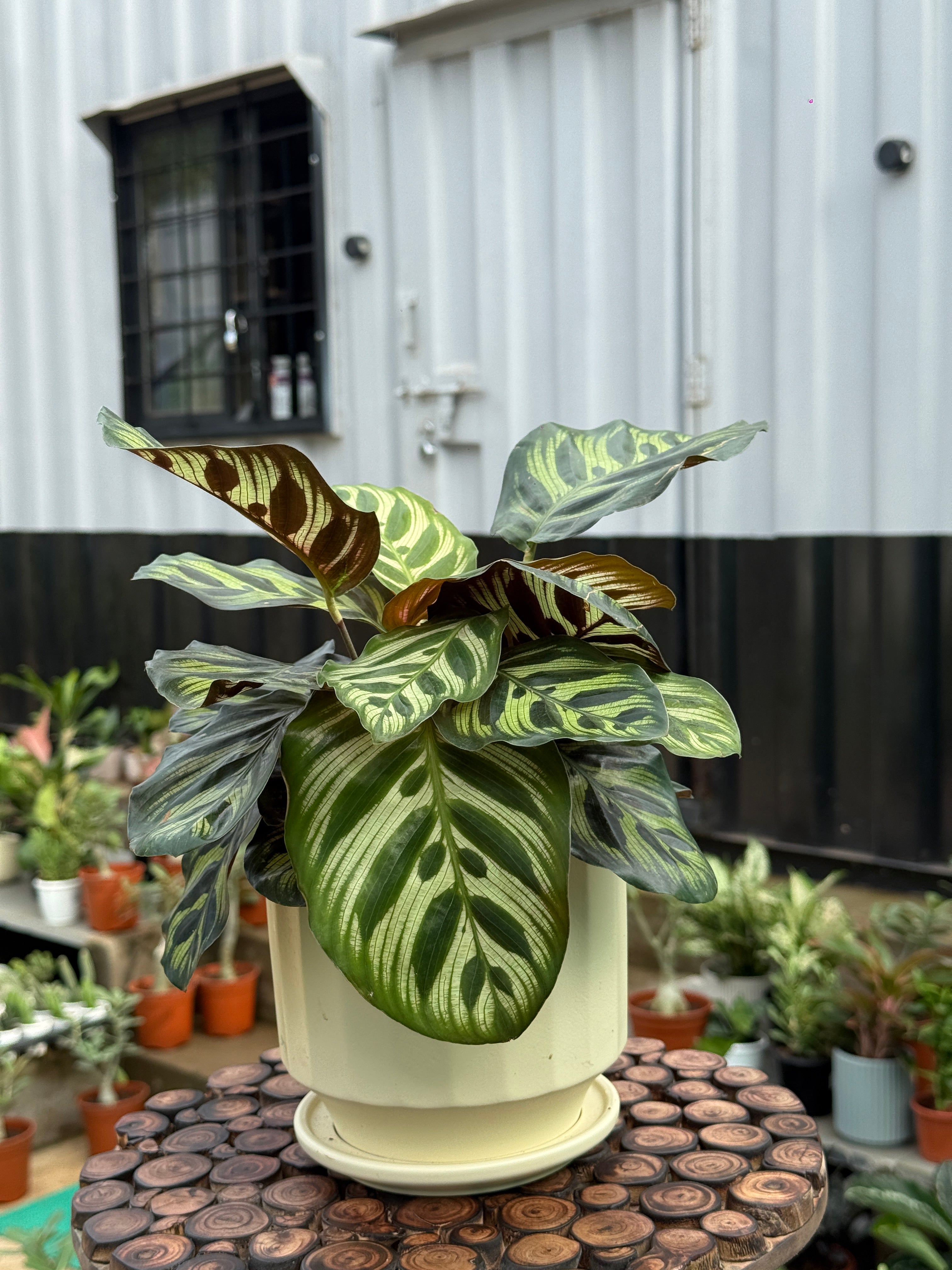 CALATHEA PEACOCK with ceramic Planter
