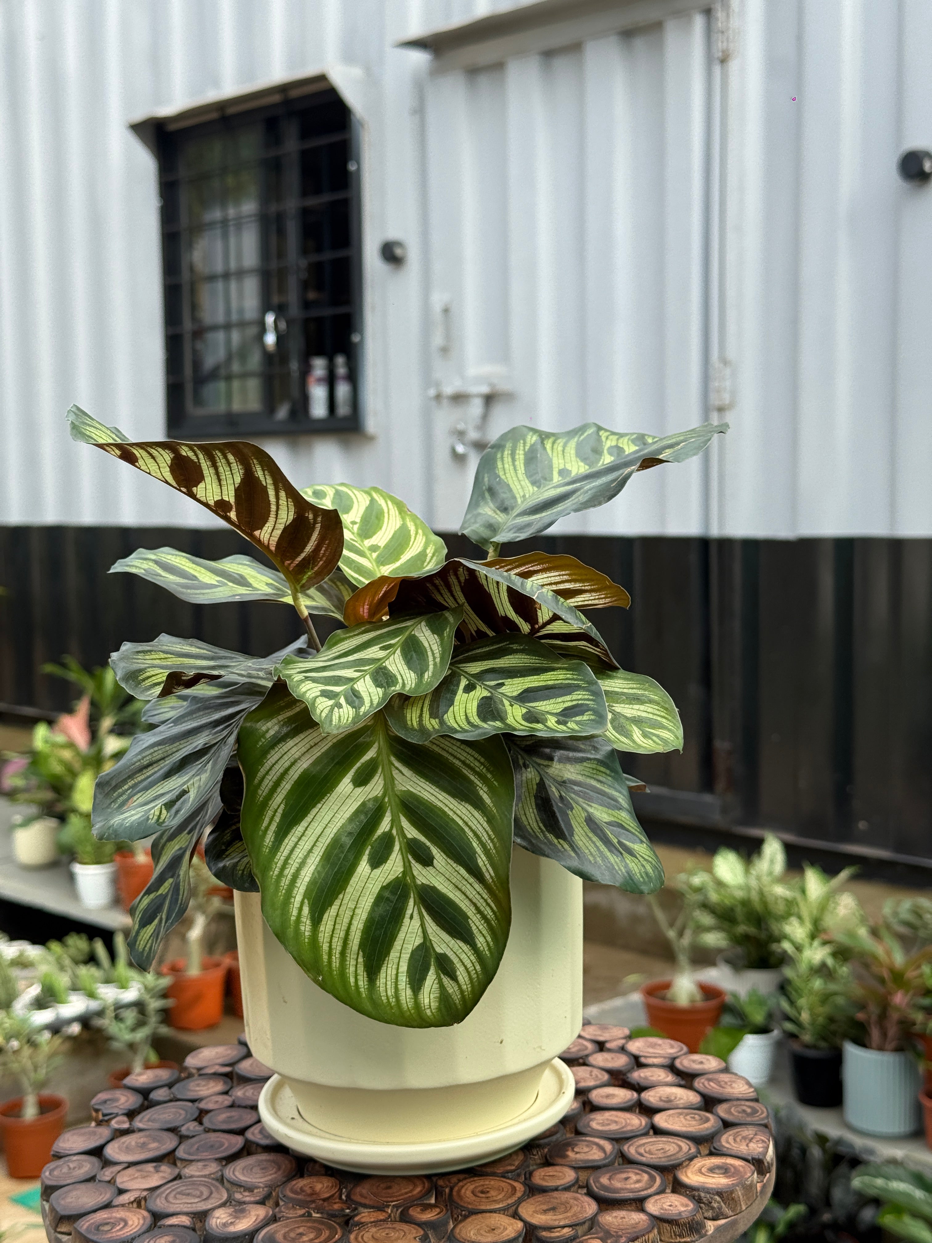 CALATHEA PEACOCK with ceramic Planter
