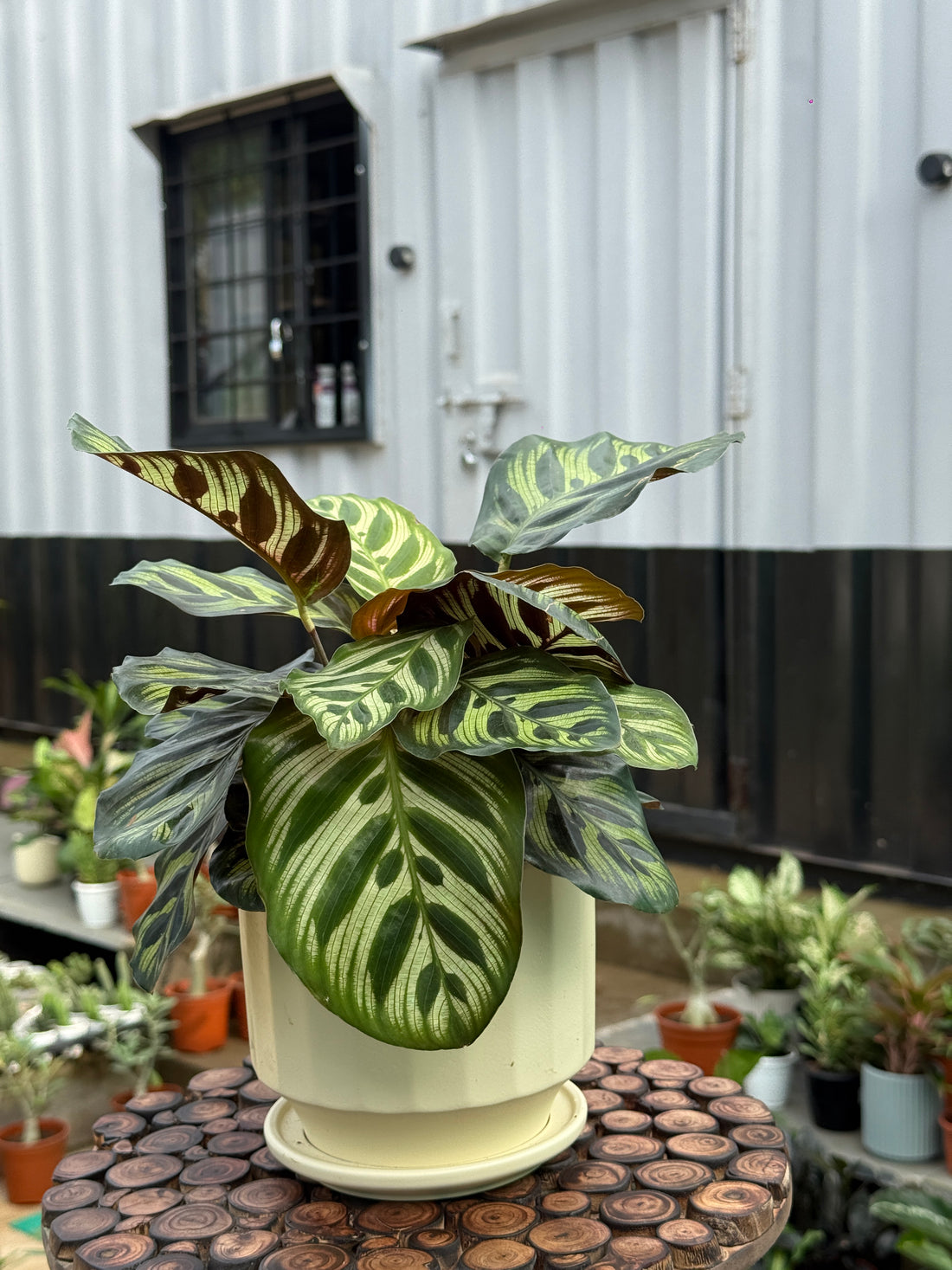 CALATHEA PEACOCK with ceramic Planter