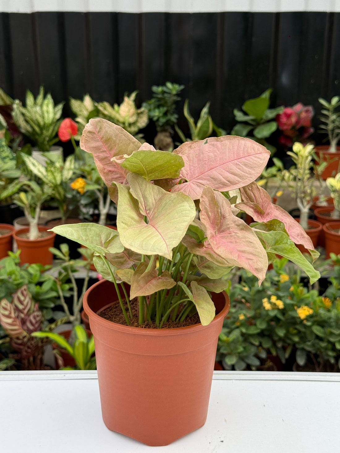 SYNGONIUM PINK NEAON