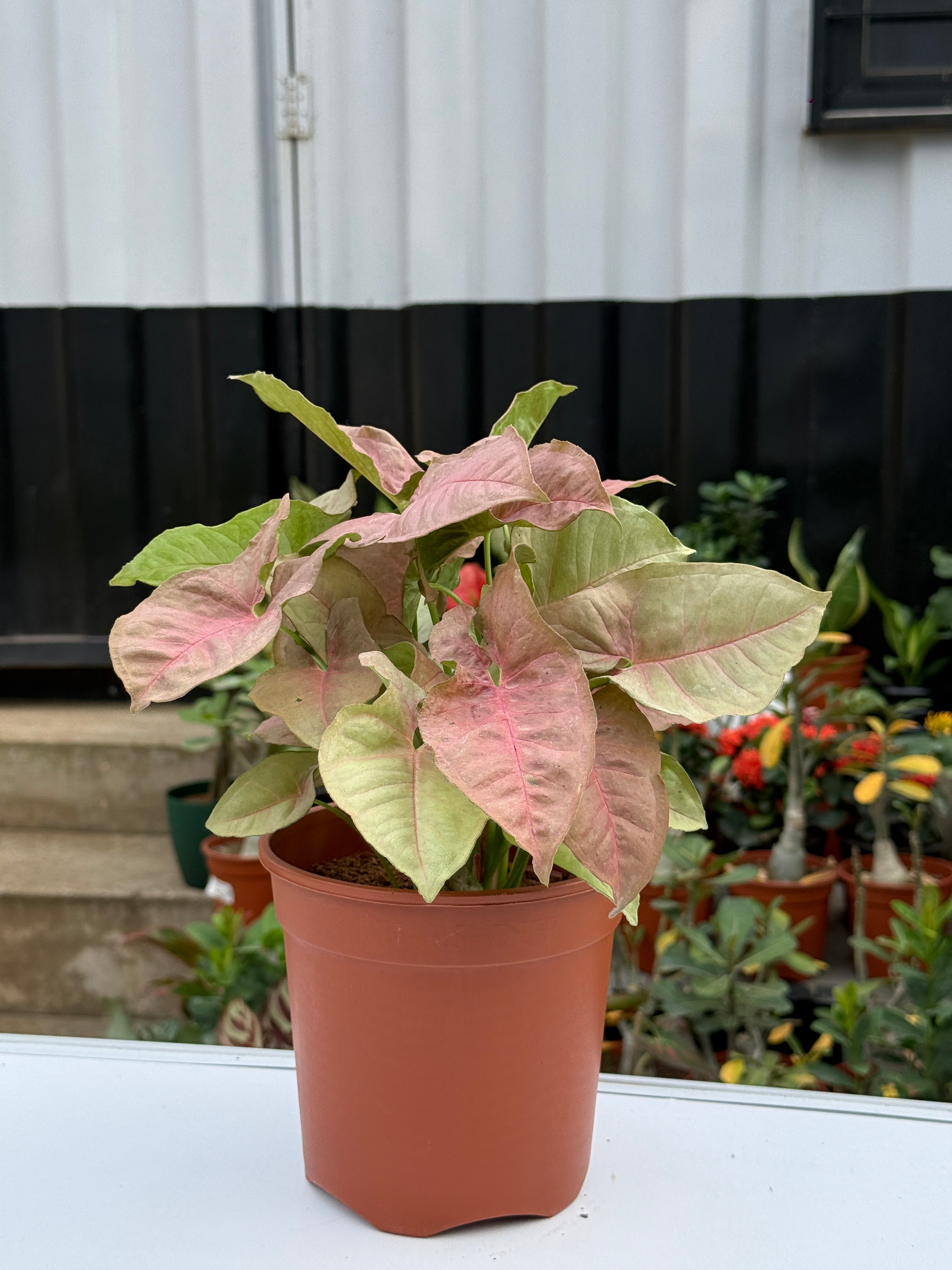 SYNGONIUM PINK NEAON