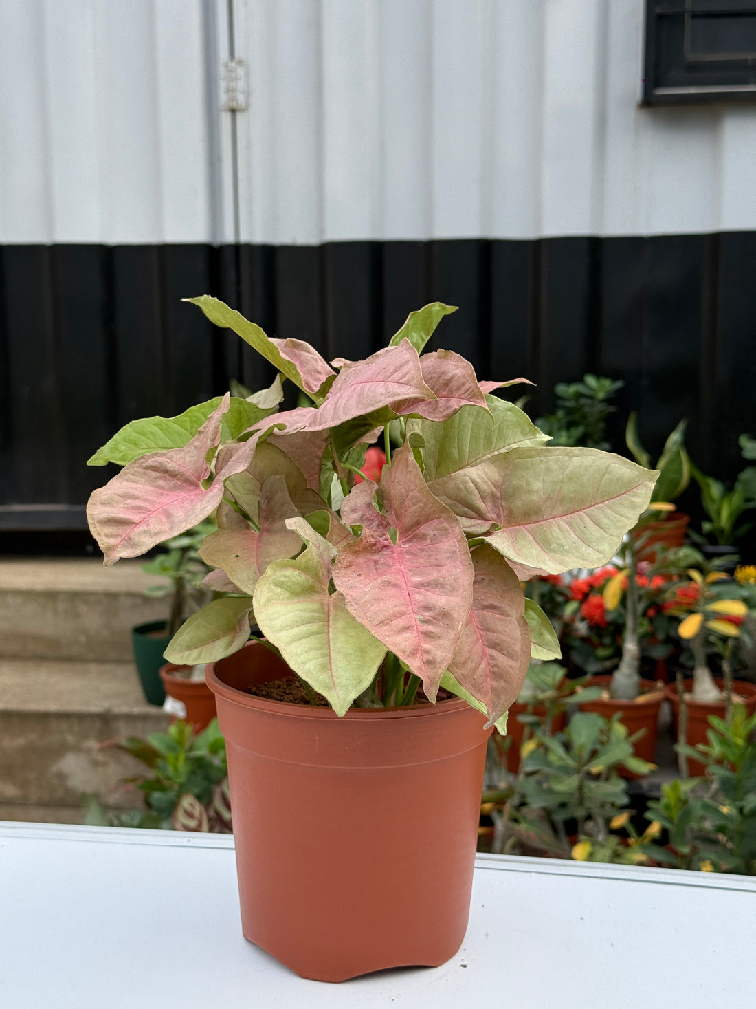 SYNGONIUM PINK NEAON