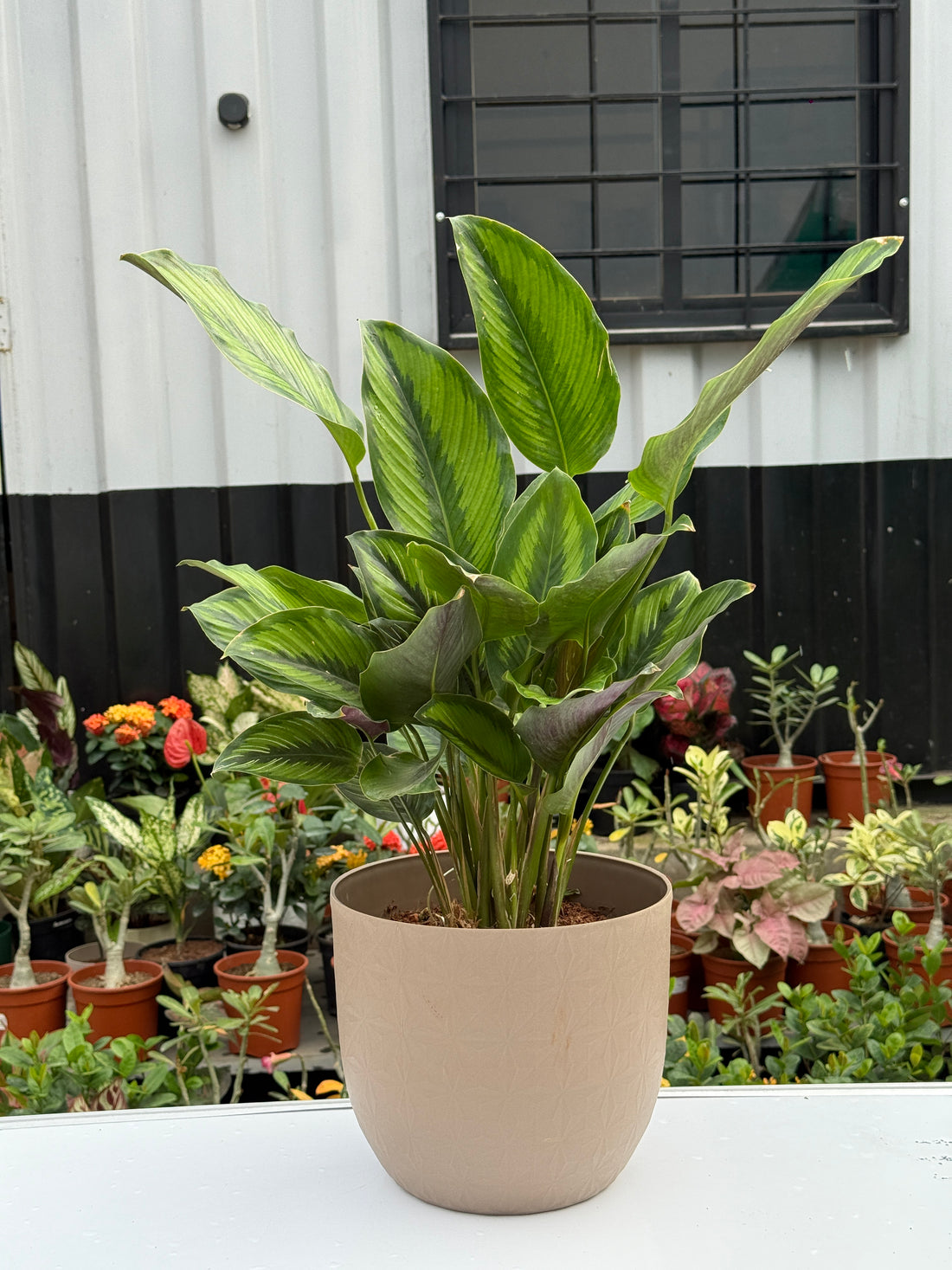 Calathea Pinstripe Plant with planter