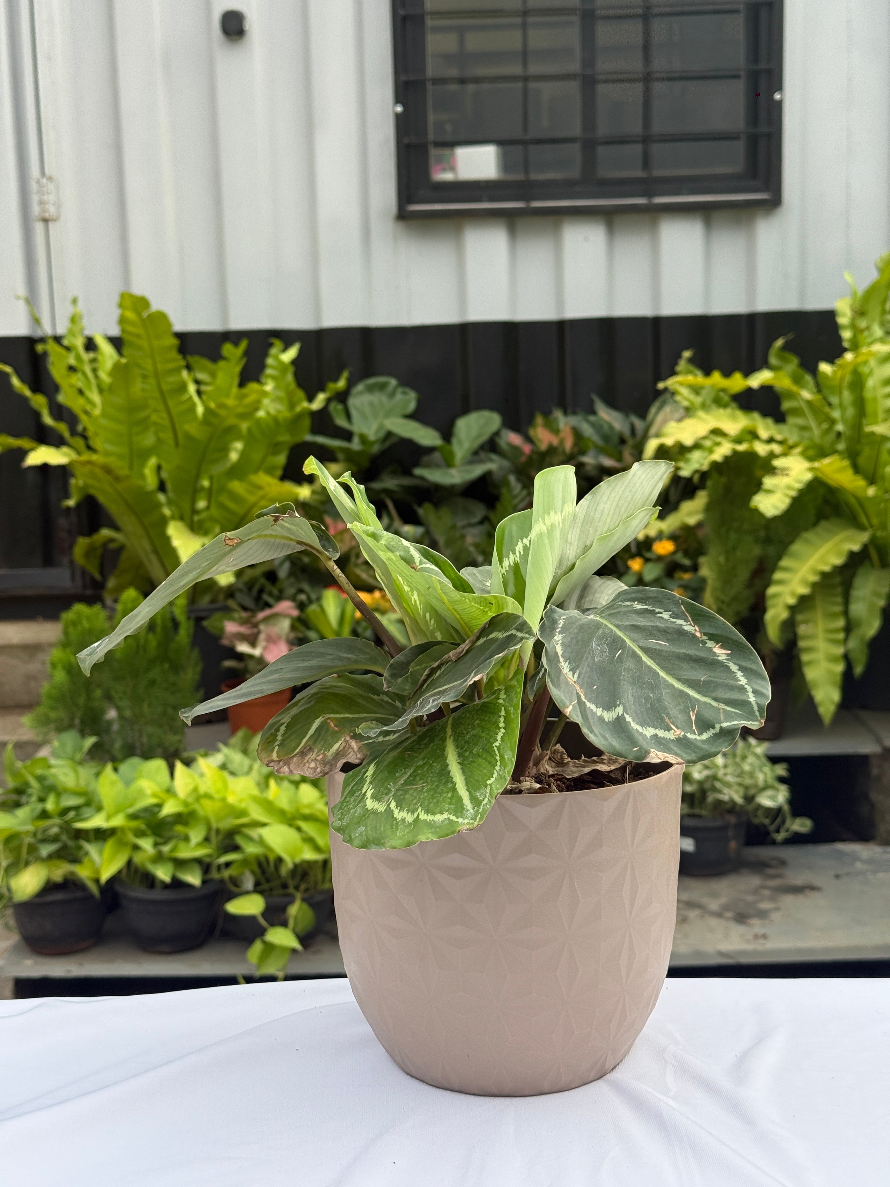CALATHEA 'GREEN GODDESS' with planter
