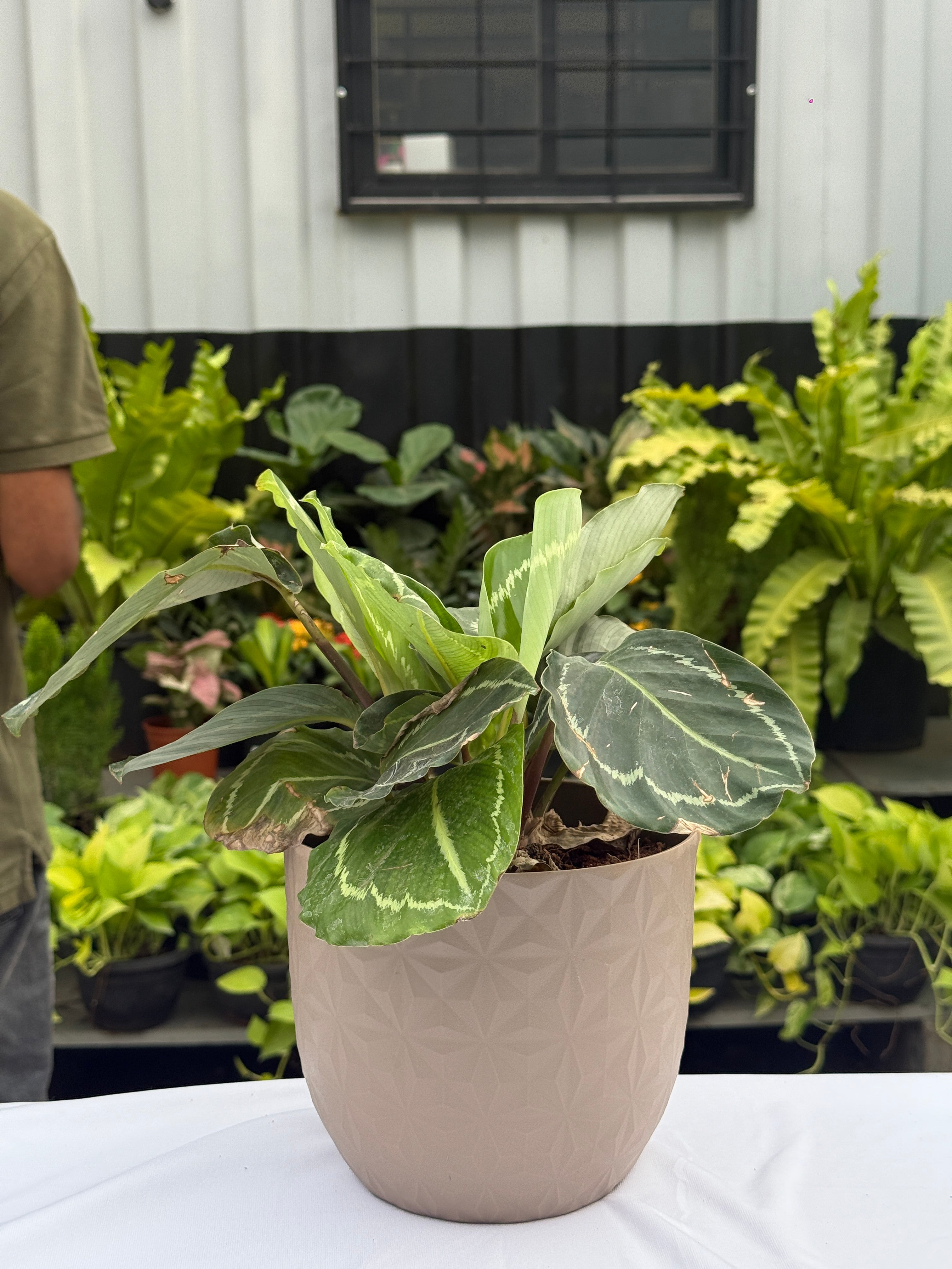 CALATHEA 'GREEN GODDESS' with planter