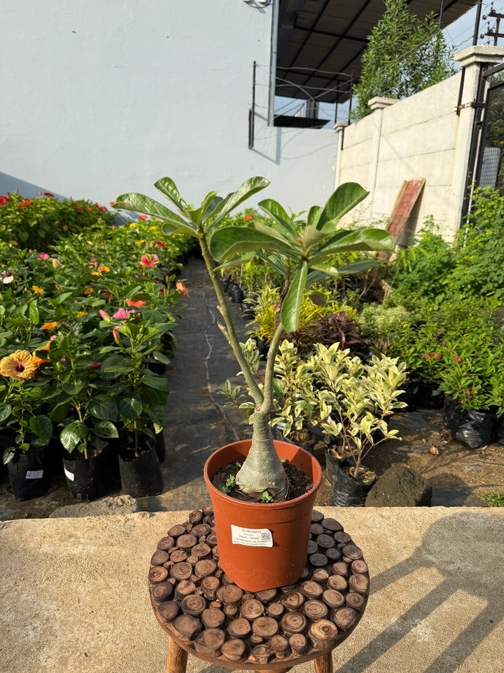 Adenium
