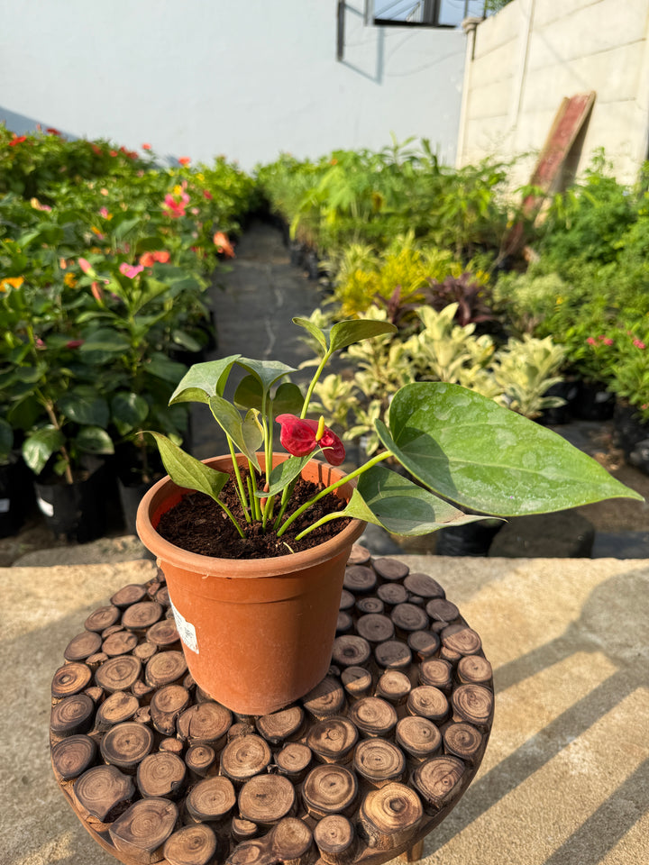 ANTHURIUM