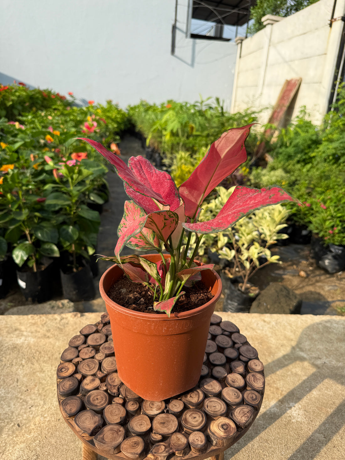 Aglaonema Red