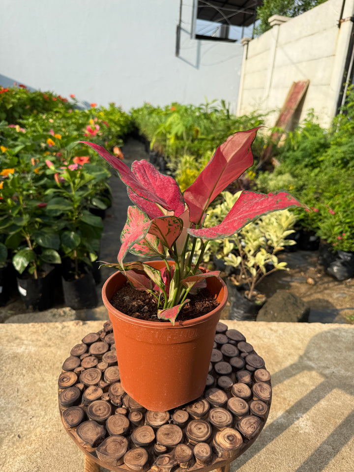 Aglaonema Red