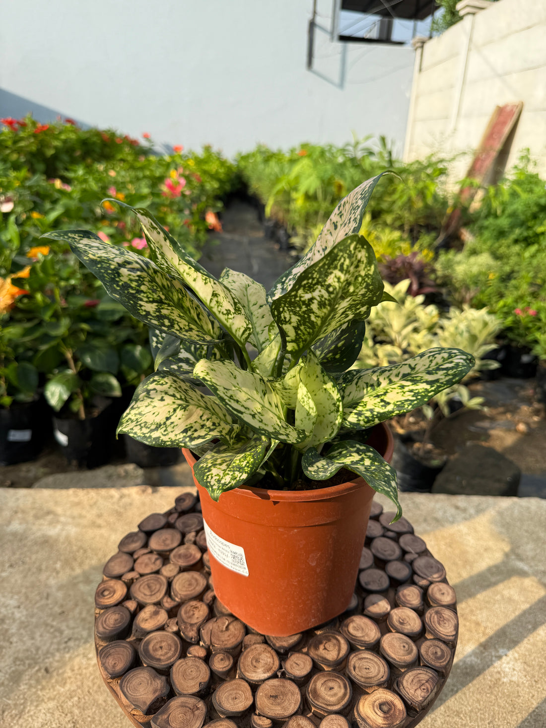 aglaonema snow white