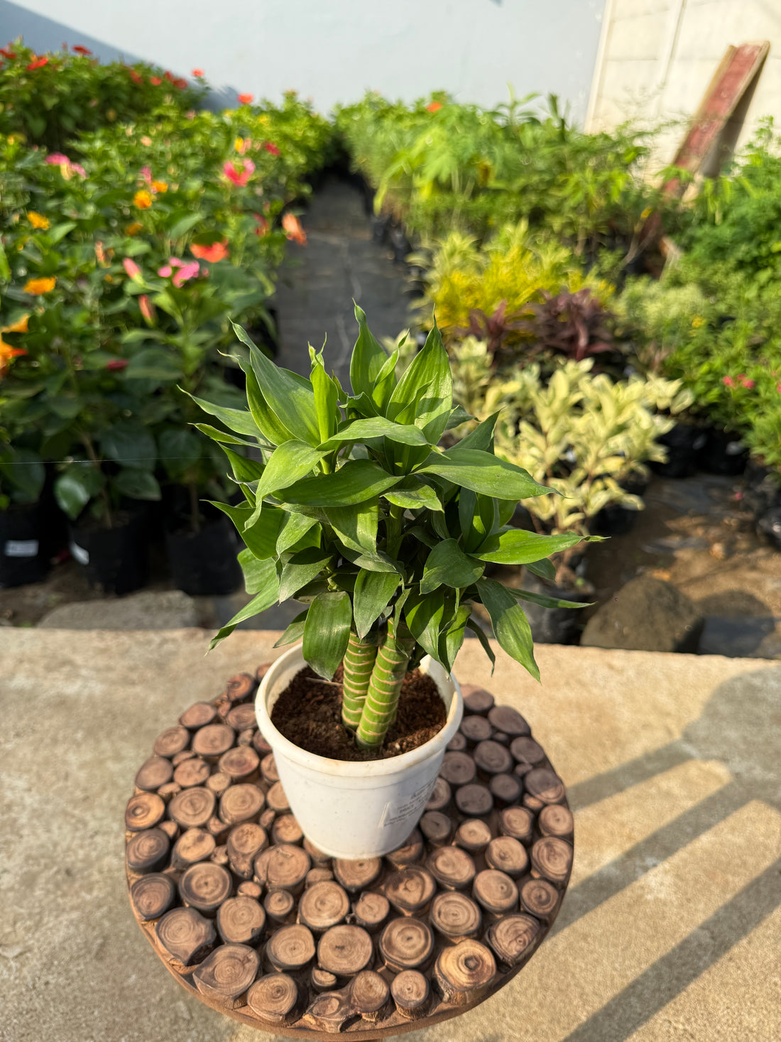 2 STICK LUCKY BAMBOO