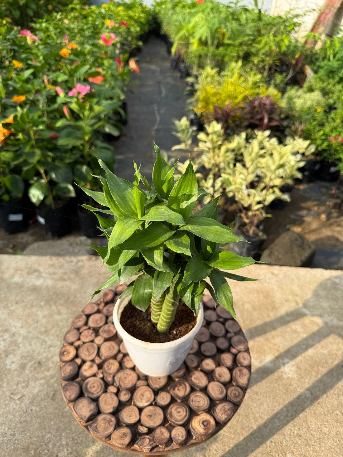 2 STICK LUCKY BAMBOO