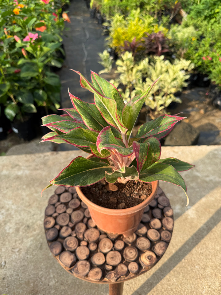 AGLAONEMA RED LIPSTICK