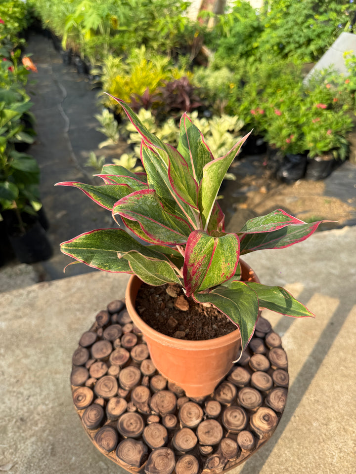 AGLAONEMA RED LIPSTICK