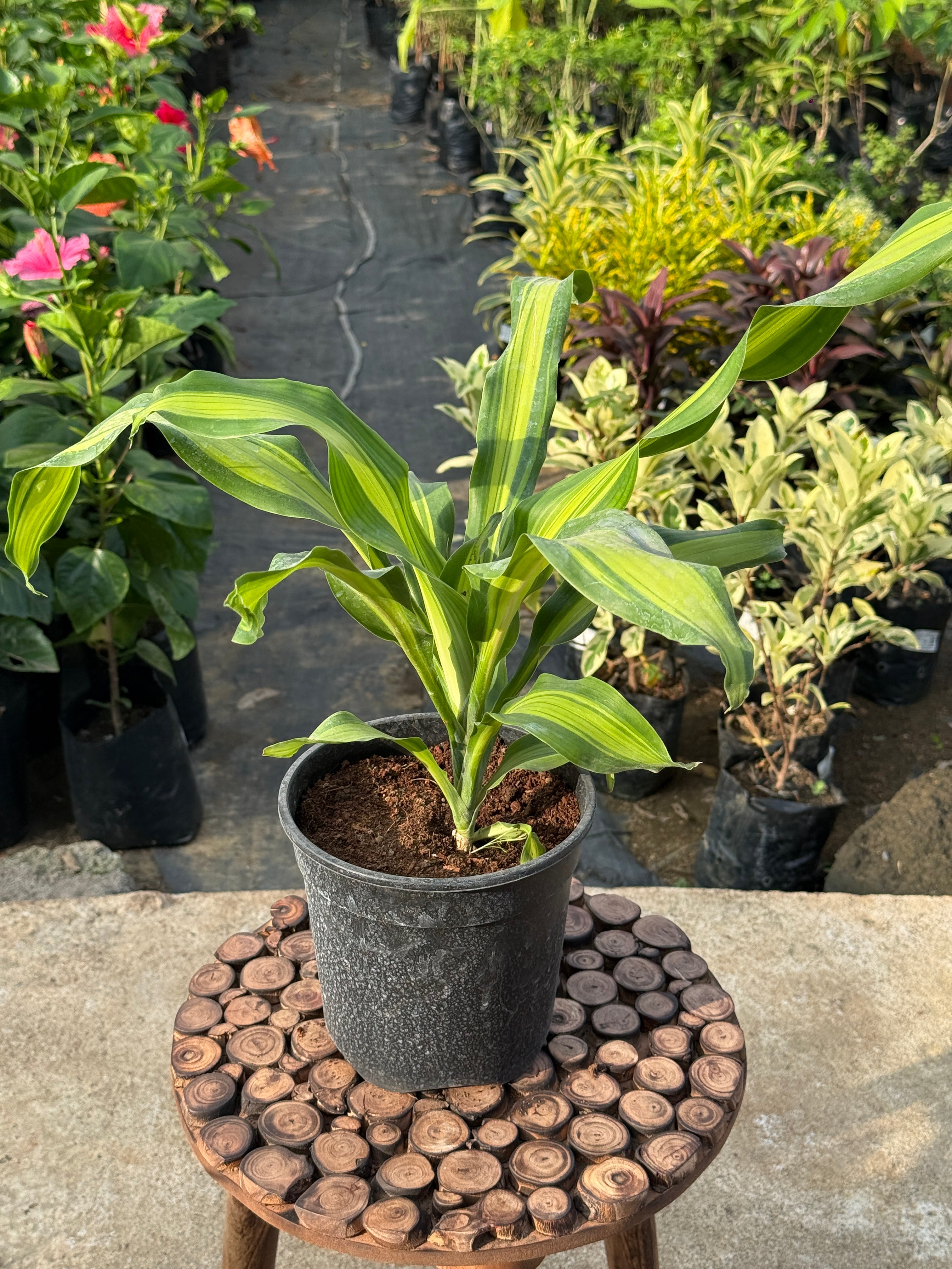 DRACAENA