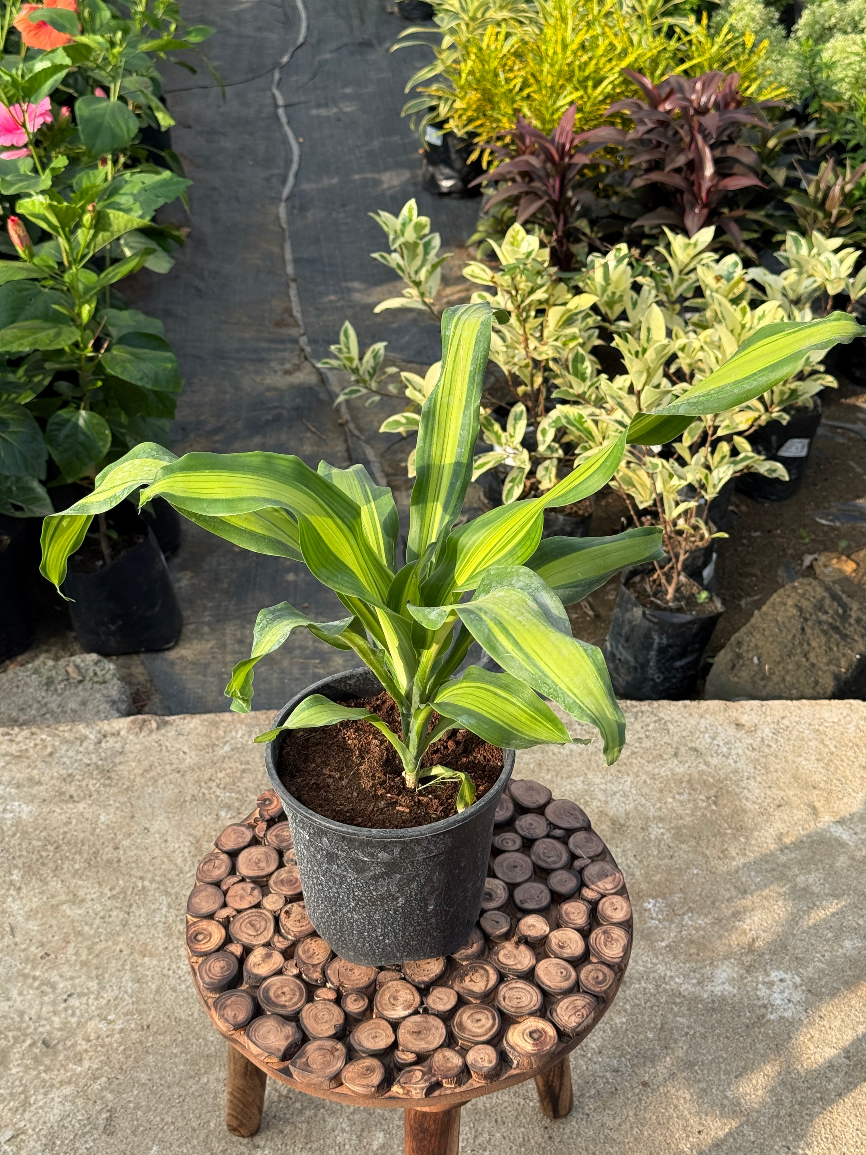 DRACAENA