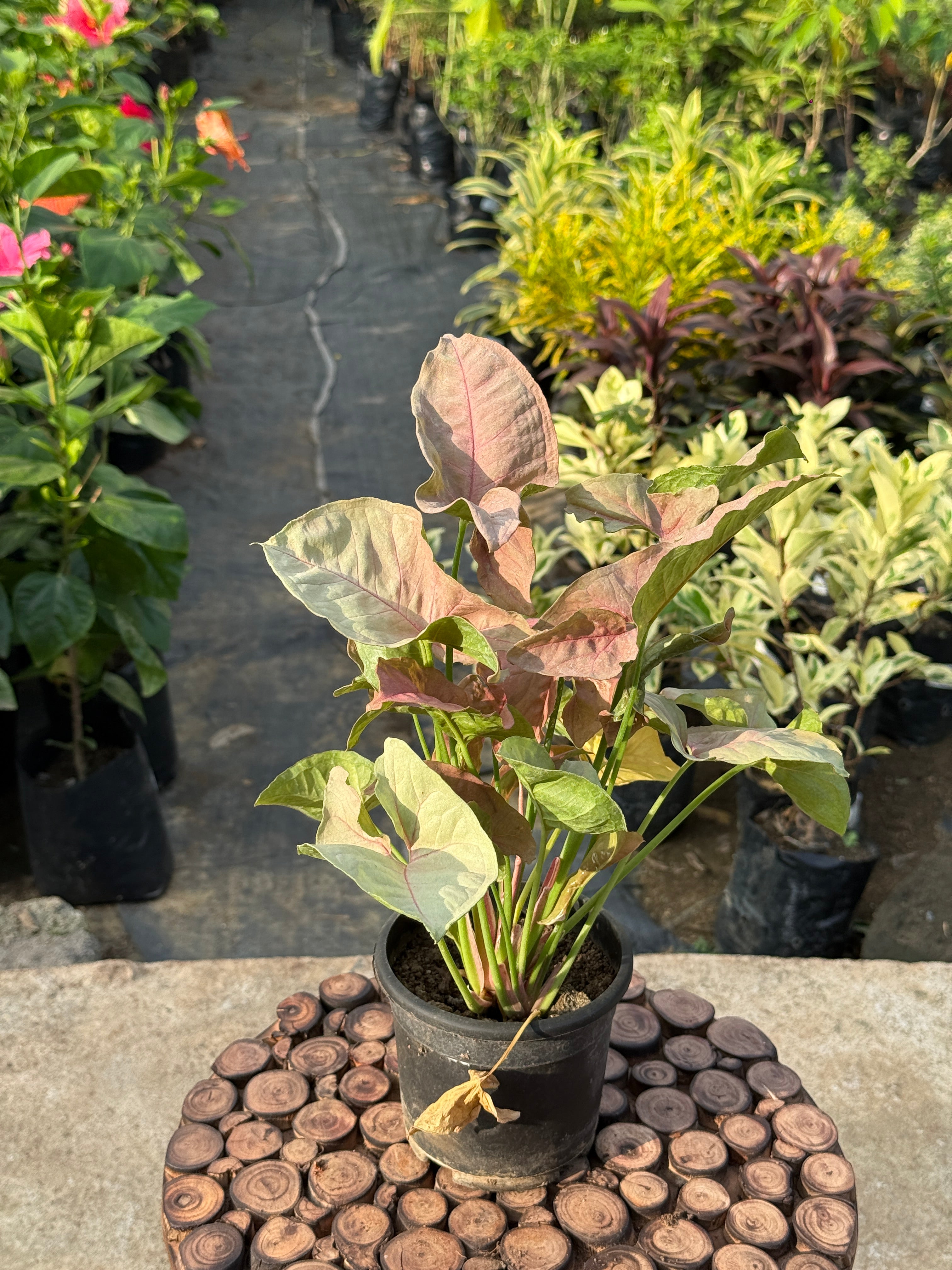 SYNGONIUM PINK NEAON