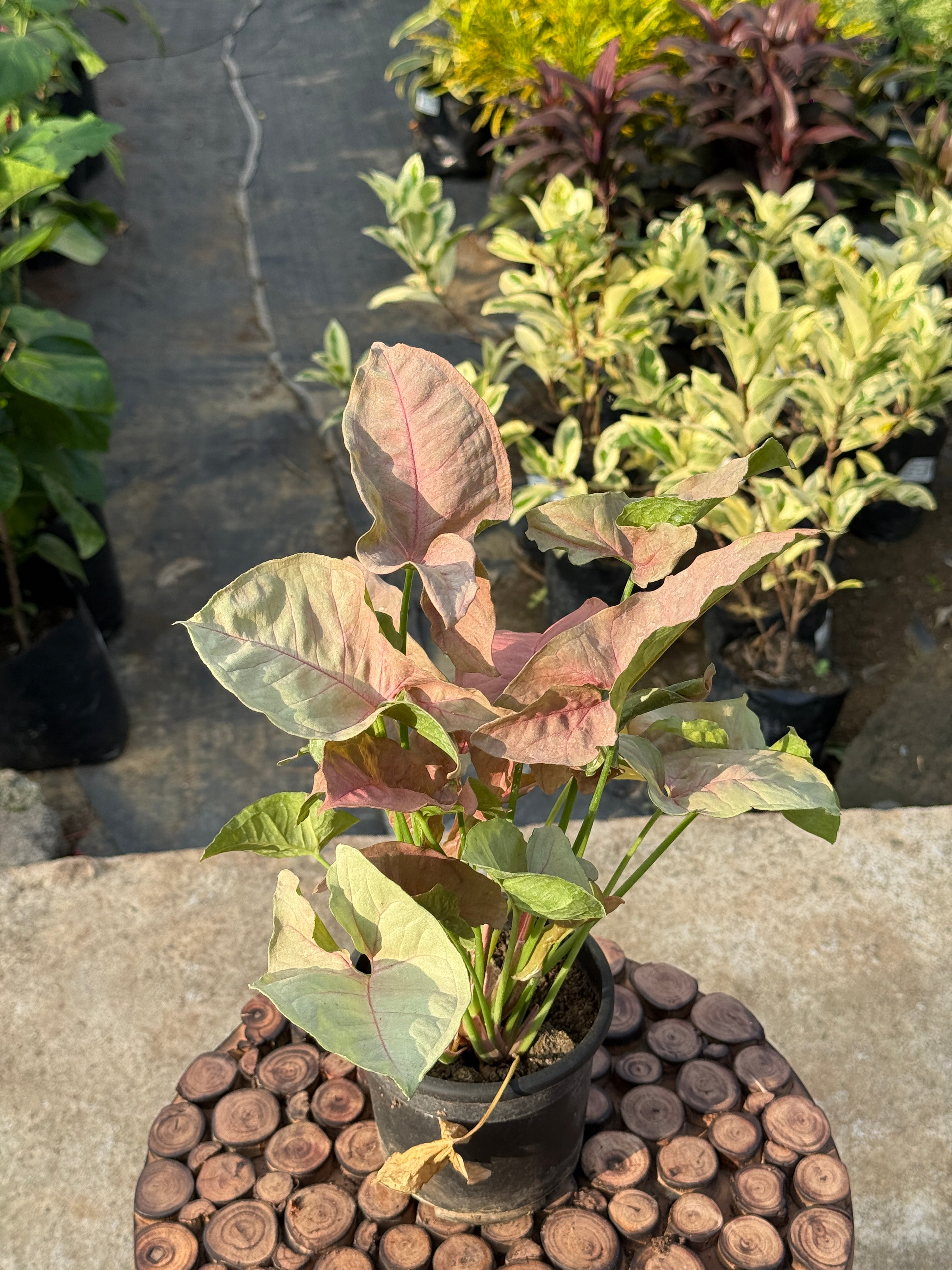 SYNGONIUM PINK NEAON