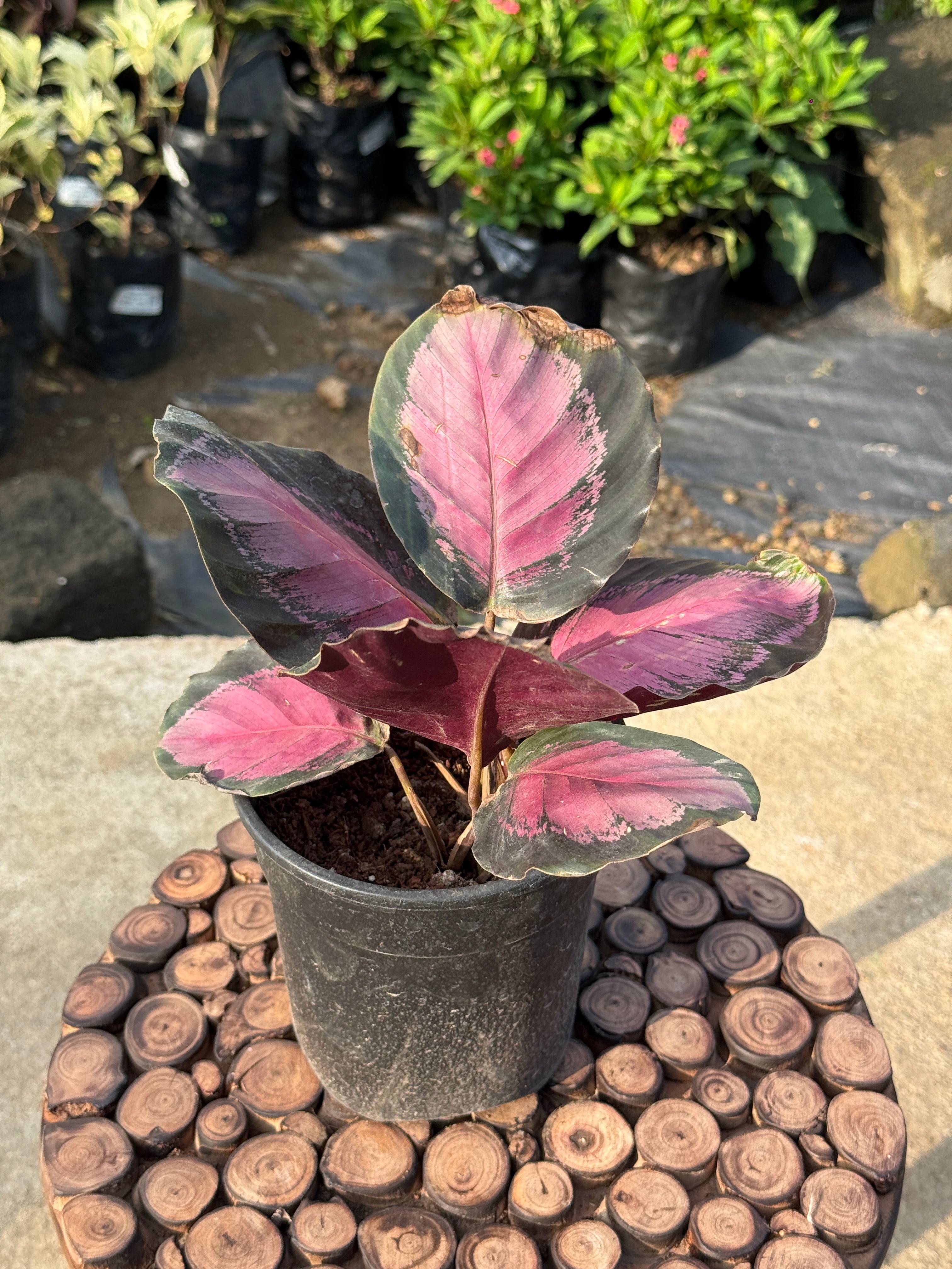 CALATHEA PURPLE ROSE