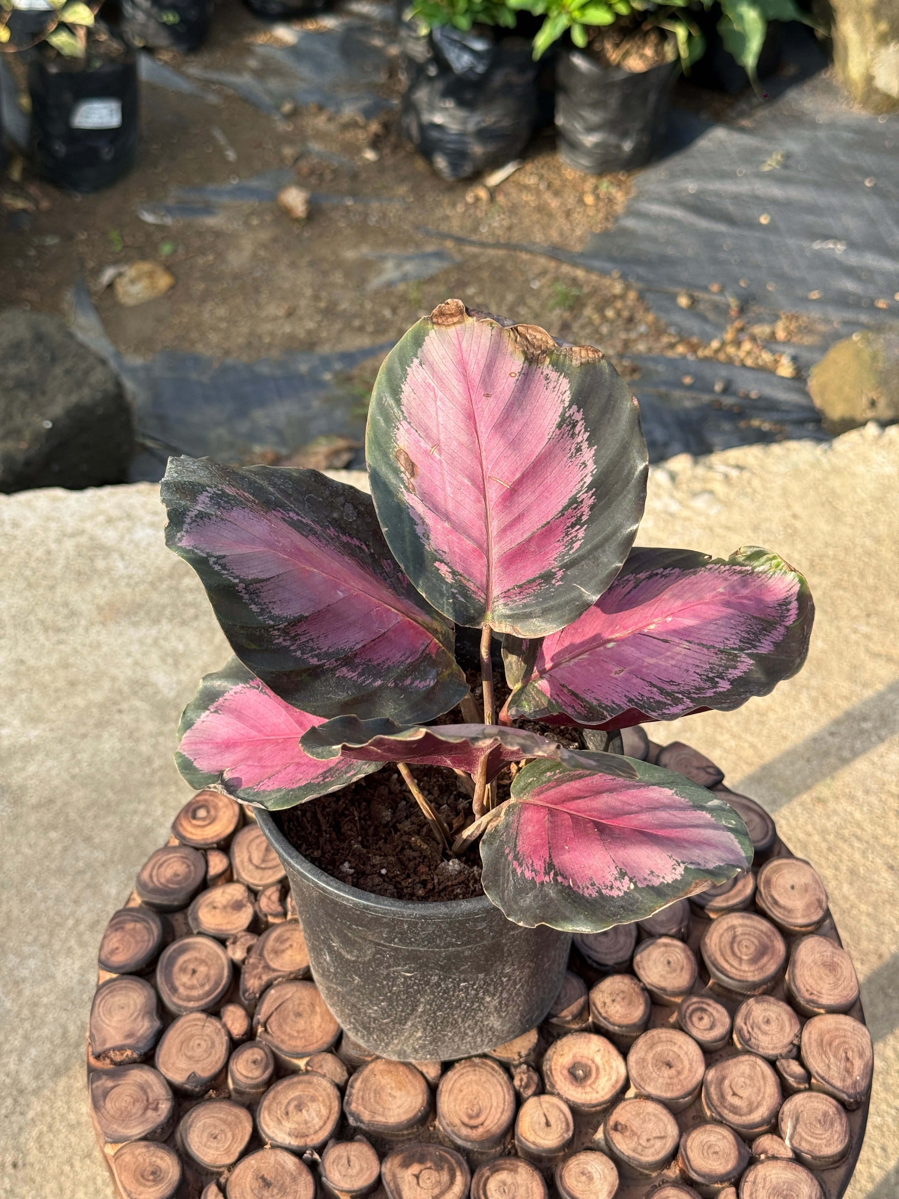 CALATHEA PURPLE ROSE