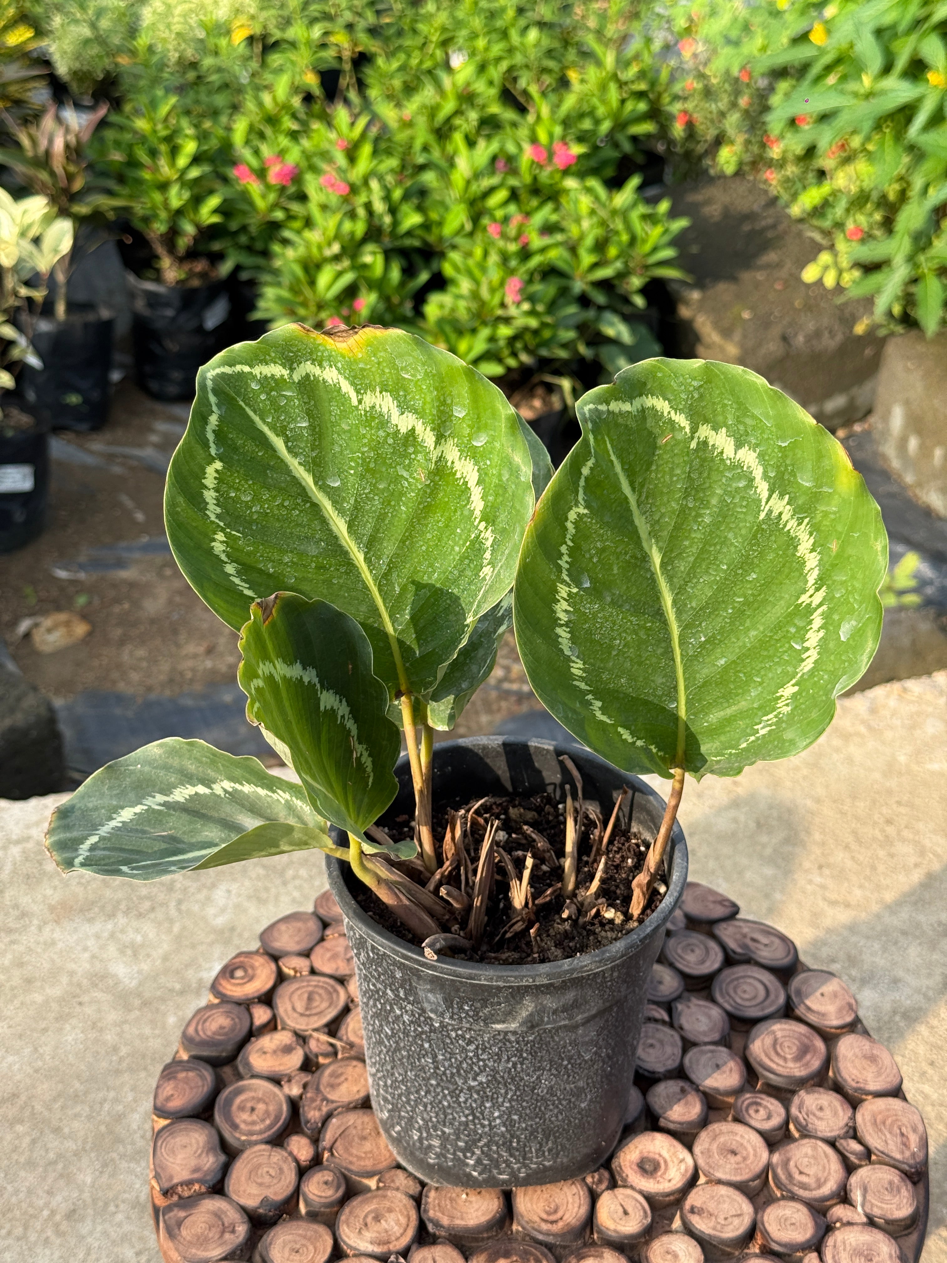 CALATHEA 'GREEN GODDESS'