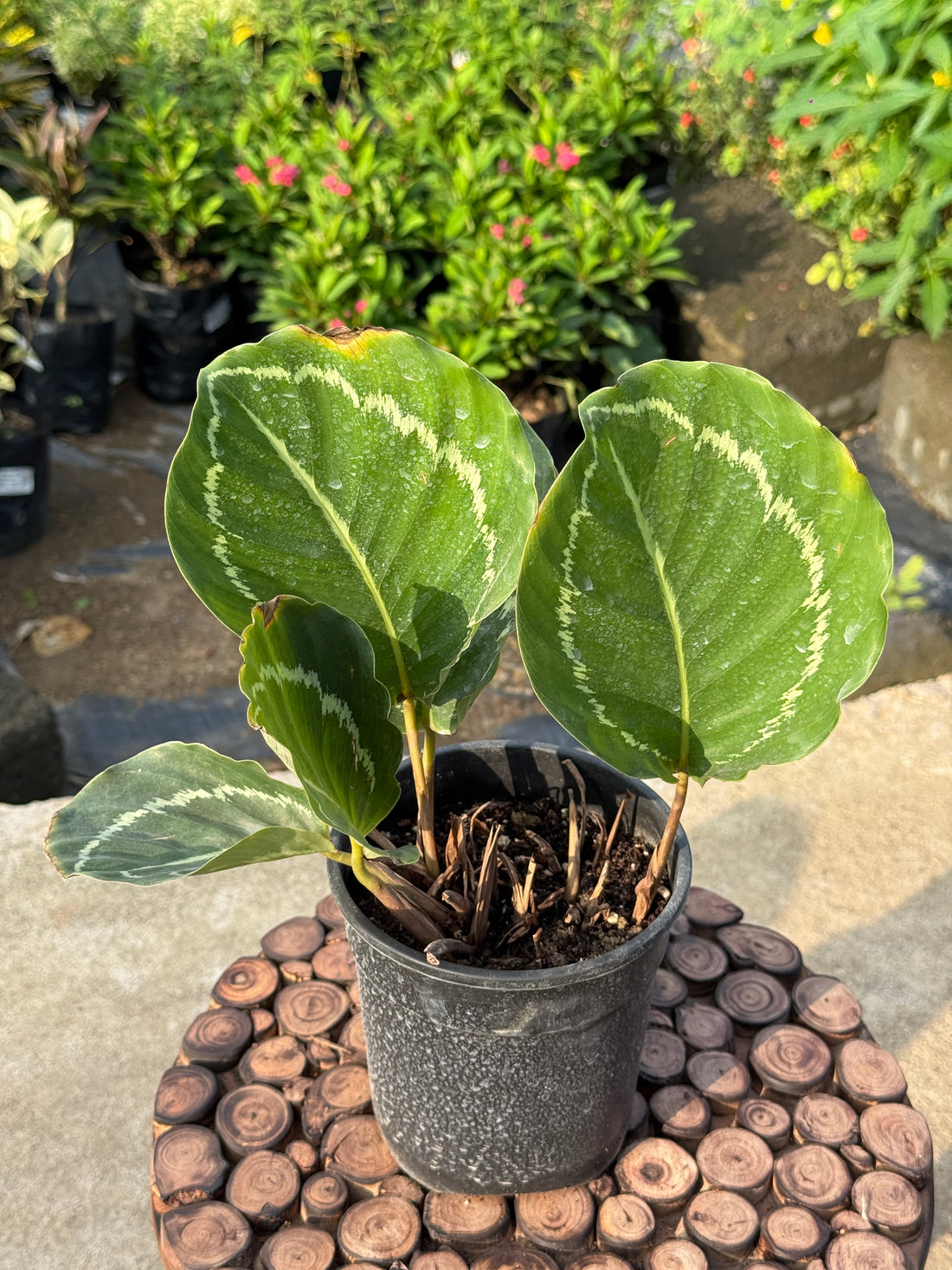 CALATHEA 'GREEN GODDESS'