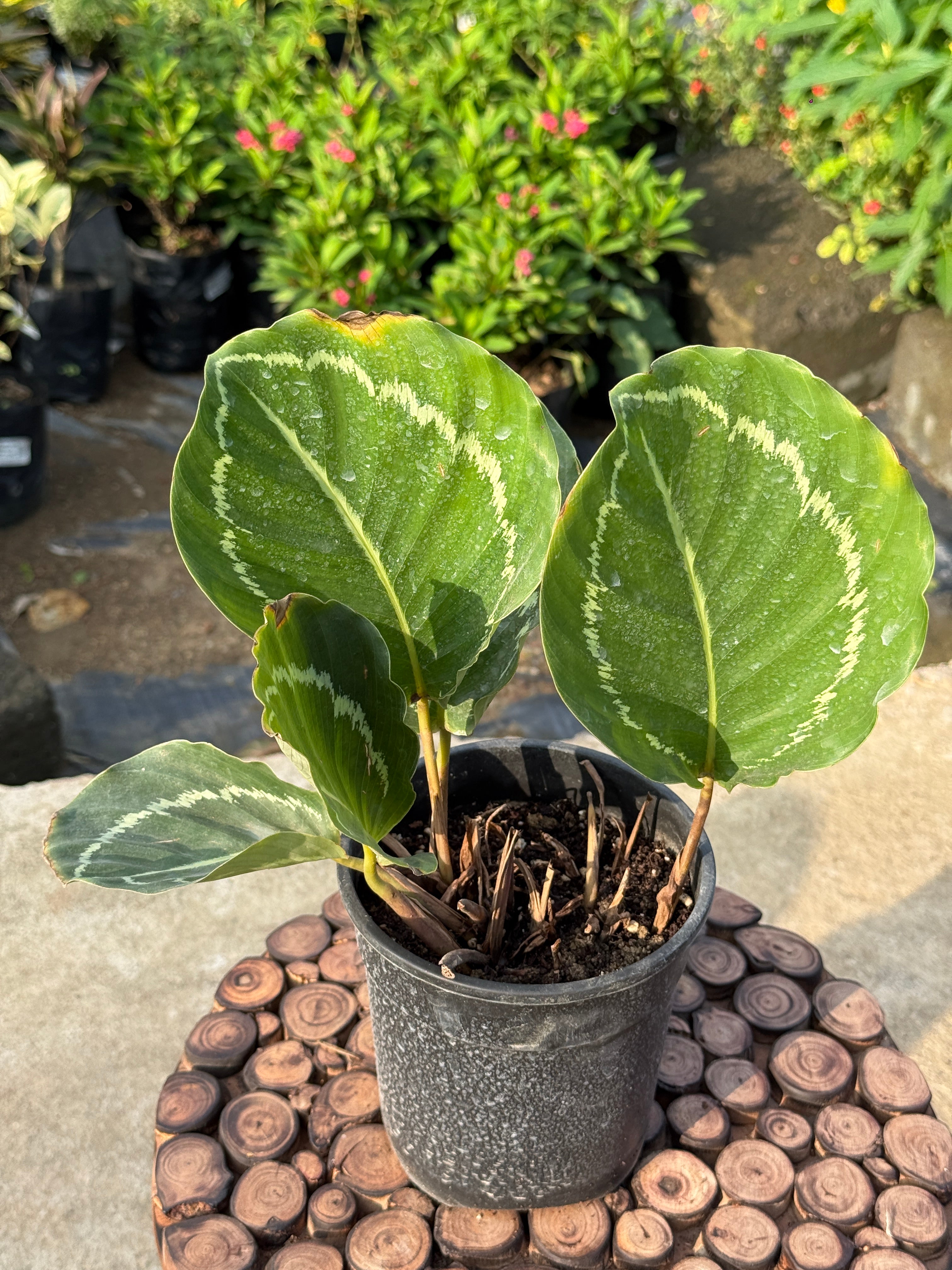 CALATHEA 'GREEN GODDESS'