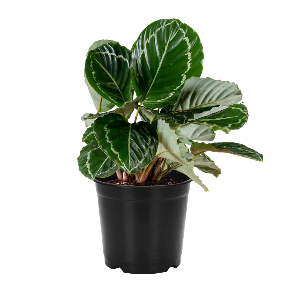 Calathea 'Green Goddess'