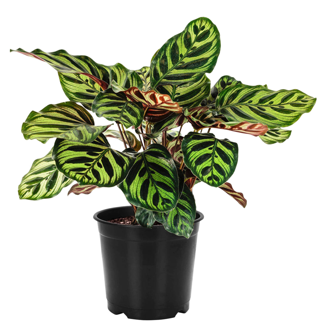 CALATHEA PEACOCK
