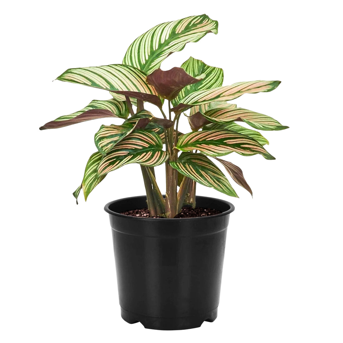 Calathea majestica star