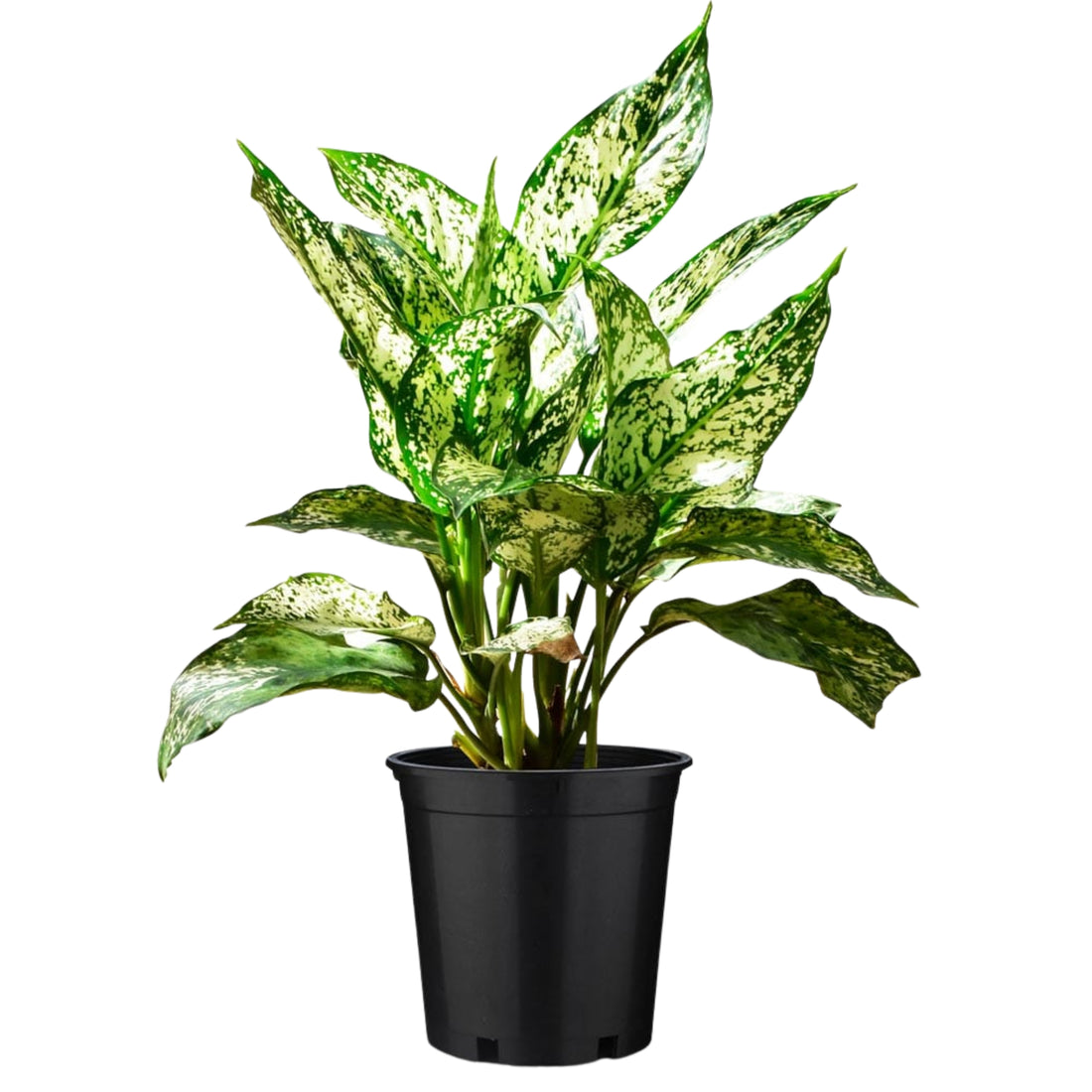 AGLAONEMA SNOW WHITE