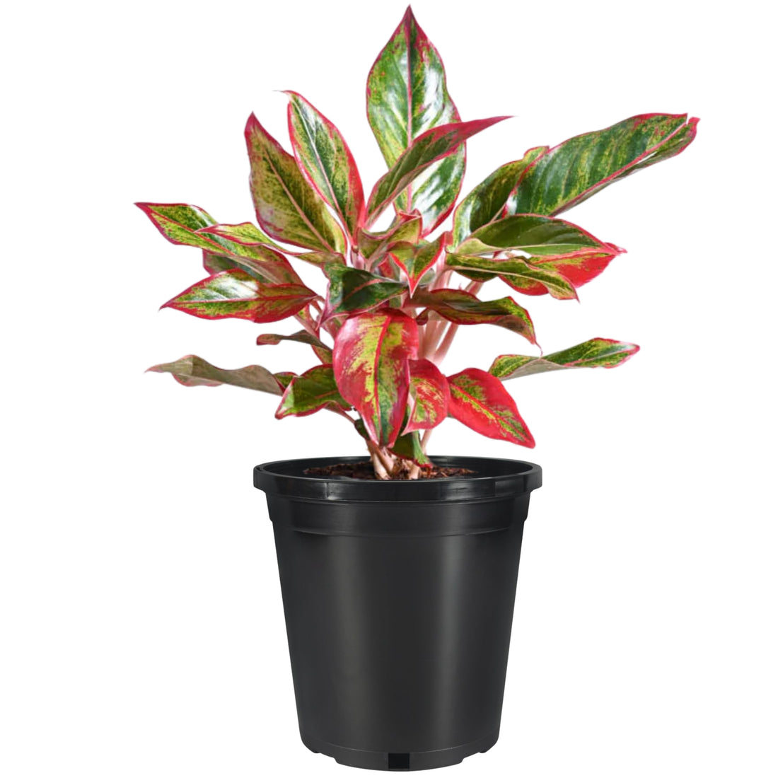 Aglaonema red lipstick